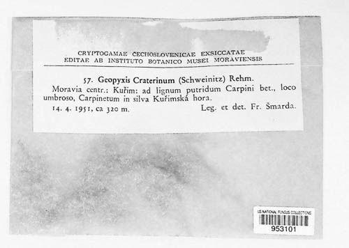 Geopyxis craterium image